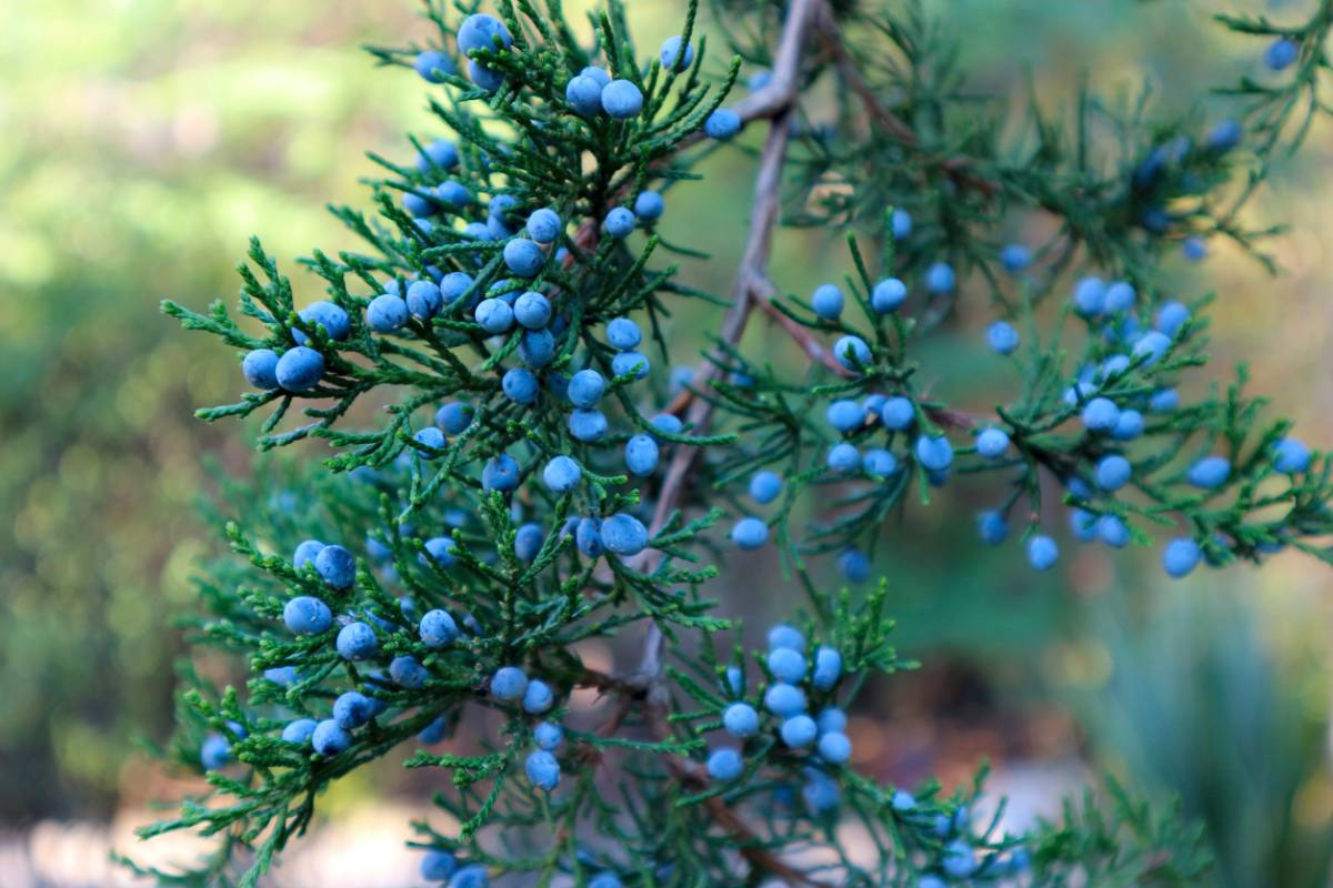 Blueberry bush with berries on it (example of Foods that stain your teeth.